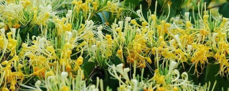 鲜金银花怎么制干 金银花怎样制干