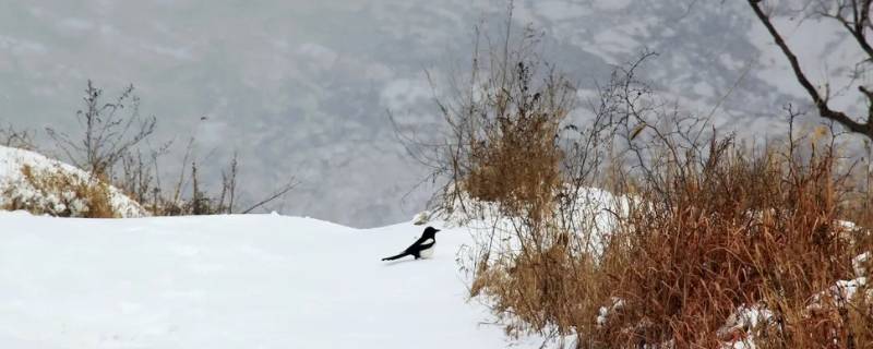 雪分为哪几种 雪分为两种