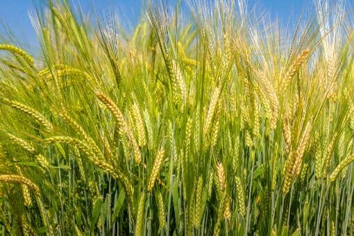 小麦的比重一立方多少斤（一立方小麦比重是多少）