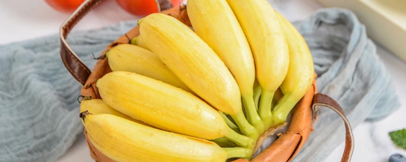 多吃香蕉能治便秘吗 多吃香蕉可以治疗便秘吗