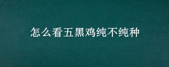 怎么看五黑鸡纯不纯种 怎么看五黑鸡纯不纯种子