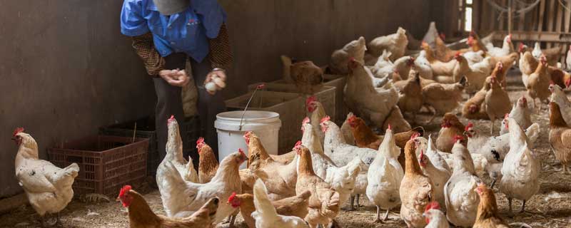 土霉素可以治鸡球虫病吗（球虫药能和土霉素一起喂鸡吗）