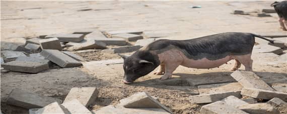 猪光喝水不吃食怎么治（猪光喝水不吃食怎么治疗）