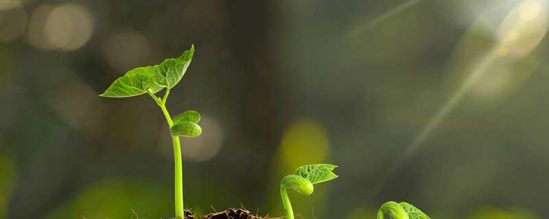 植物是怎样吸收污染物的