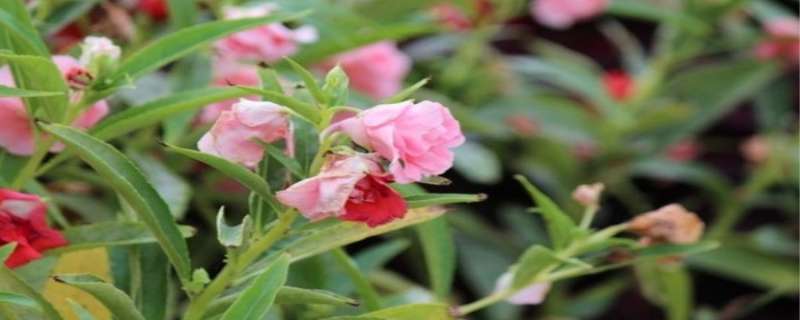 凤仙花可以晒太阳吗（凤仙花可以晒太阳吗怎么晒）