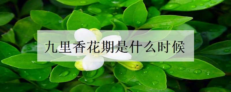 九里香花期是什么时候（九里香花什么时候开花）