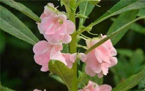凤仙花有毒吗 重瓣凤仙花有毒吗