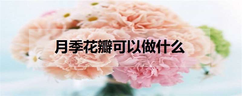 月季花瓣可以做什么