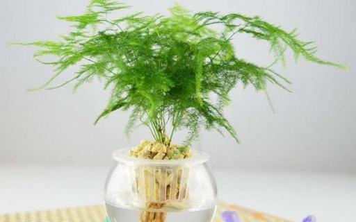 水培植物怎么养