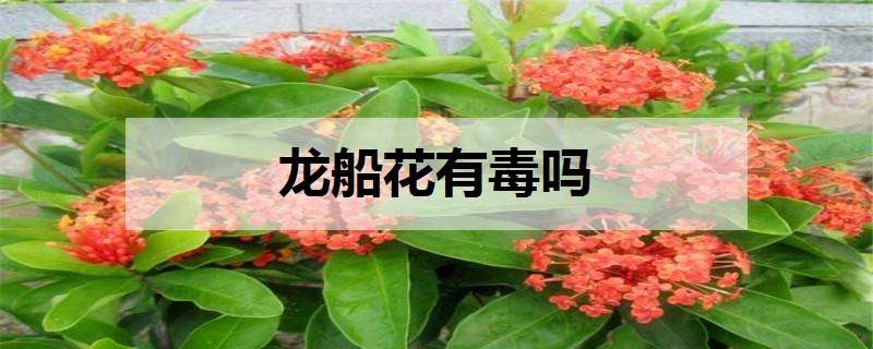 龙船花有毒吗