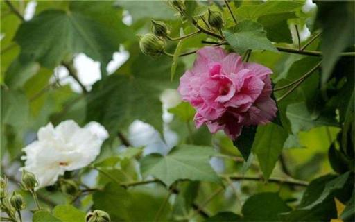 草芙蓉木芙蓉区别（木芙蓉是草本植物吗）