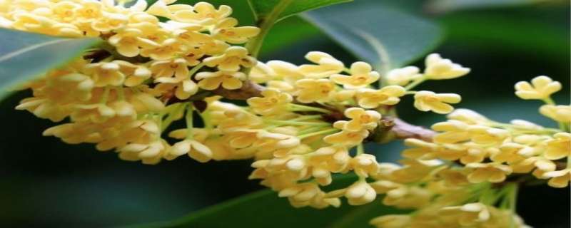 桂花树可以插枝栽培吗 桂花树可以插枝栽培吗视频