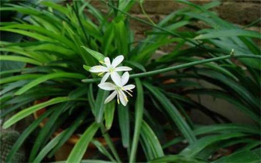 室内种什么植物最好 夏季室内种什么植物最好