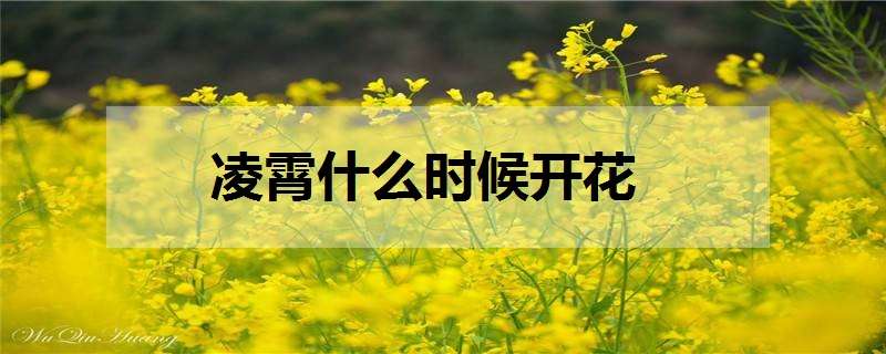 凌霄什么时候开花（凌霄什么时候开花,花期多长）