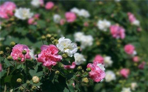 草芙蓉与木芙蓉区别（草芙蓉和木芙蓉的区别）