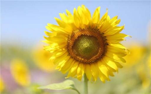 太阳花四季都开花吗（太阳花四季开花吗?）