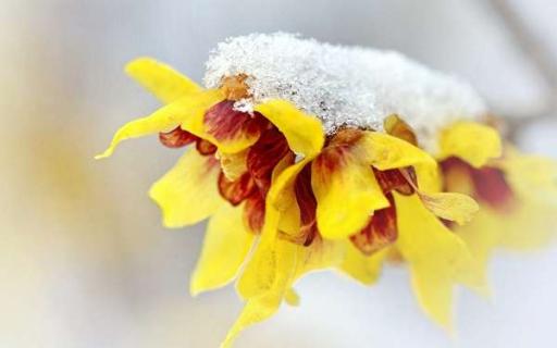 四季开花耐寒木本有哪些（四季开花木本花卉耐寒耐热）