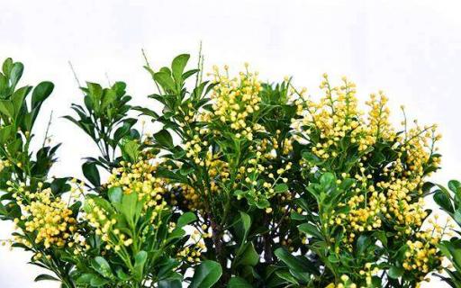 盆栽木本开花的有哪些 开花的木本植物盆栽