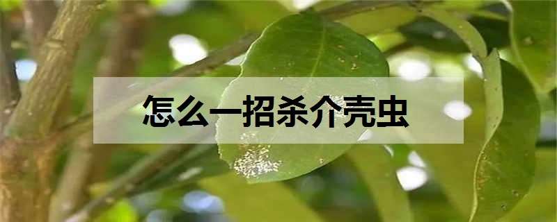 怎么一招杀介壳虫（杀介壳虫特效药）