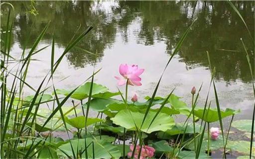 夏天适合种什么花