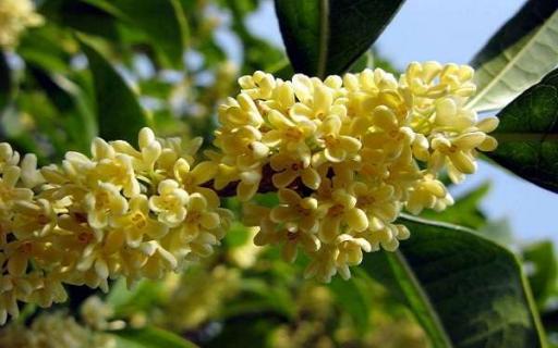 桂花树多少钱一棵 黄金桂花树多少钱一棵