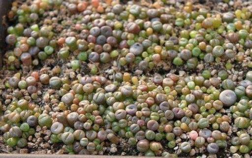 最贵的石生花有哪些 最贵的生石花什么品种