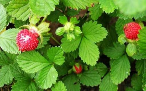 十大剧毒野果是什么 十大剧毒野菜