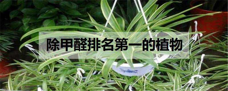 除甲醛排名第一的植物 除甲醛排名第一的植物吸毒草