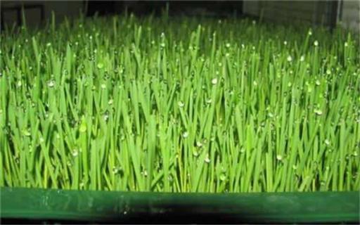 7天收成的菜（什么菜利润高又好卖）