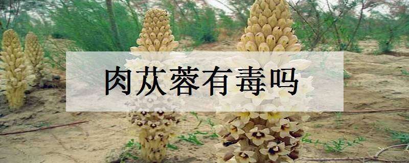 肉苁蓉有毒吗 肉苁蓉有什么副作用