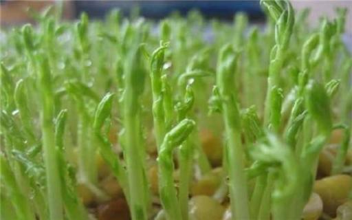 7天收成的菜是什么 7天买菜