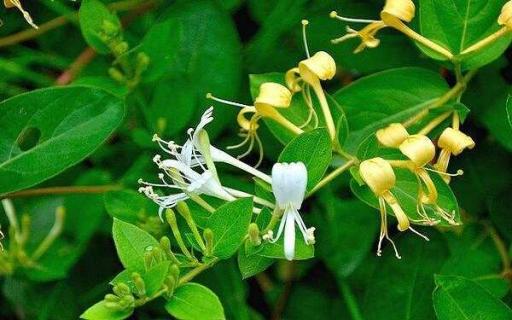 耐寒又可以爬墙的花有哪些（耐寒的爬墙的花有哪些）