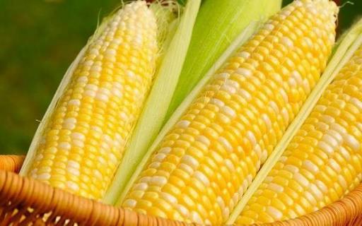 玉米靠什么传播种子 玉米靠什么传播种子?