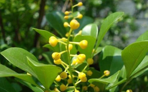 常见的小型木本开花植物有哪些 常见的小型木本开花植物有哪些图片