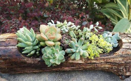 自然树根花盆制作步骤（自然树根花盆制作步骤）