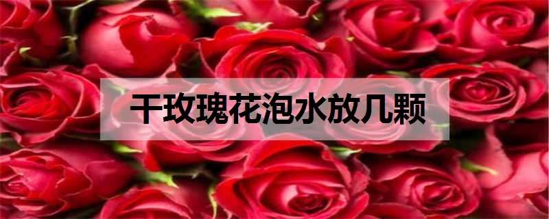 干玫瑰花泡水放几颗（干玫瑰花泡水放几颗菊花）