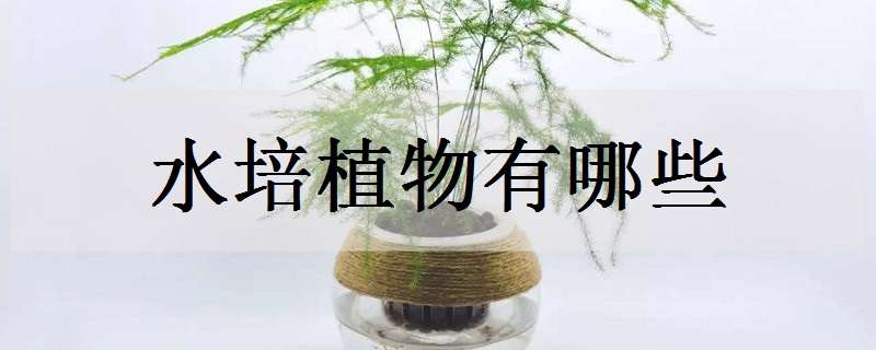 水培植物有哪些