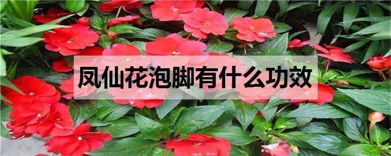 凤仙花泡脚有什么功效 凤仙花泡脚有什么功效,每次泡多长时间?