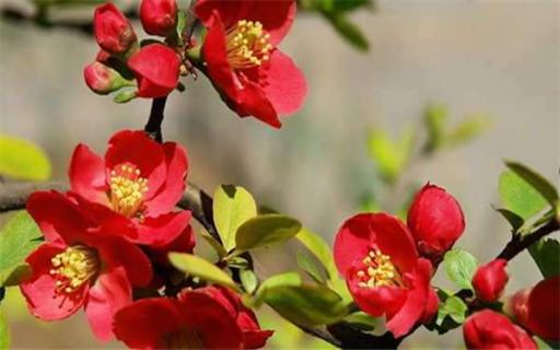 木本海棠可以活几年（木本海棠开花能开多长时间）