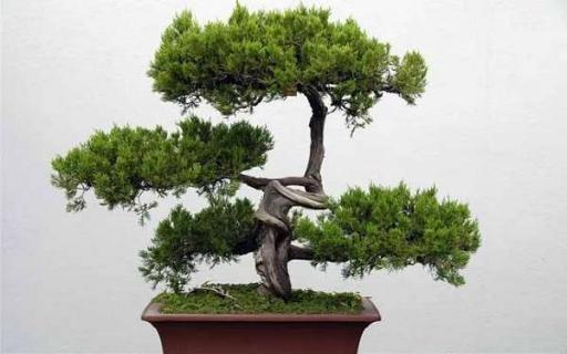 松树盆景枯黄还有救吗 松树盆景变黄怎么办
