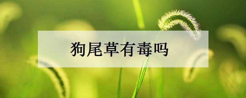 狗尾草有毒吗（狗尾草有毒吗图片）