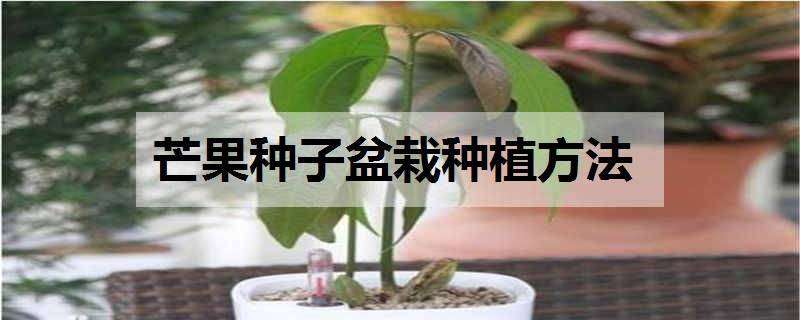 芒果种子盆栽种植方法