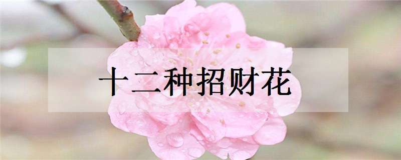 十二种招财花有哪些（十二种招财花有哪些名字）