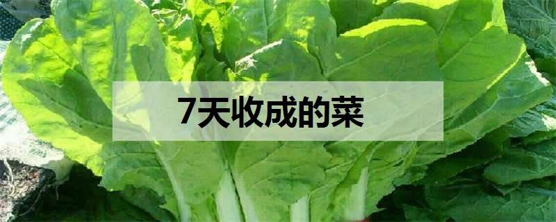 7天收成的菜 什么菜利润高又好卖