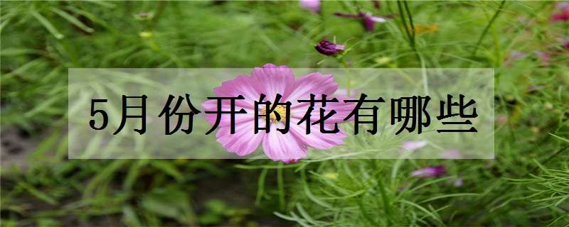 5月份开的花