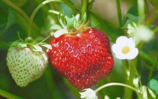 草莓是多年生草本植物吗（一株草莓能活几年）