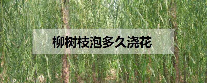 柳树枝泡多久浇花 柳树叶泡多久可以浇花