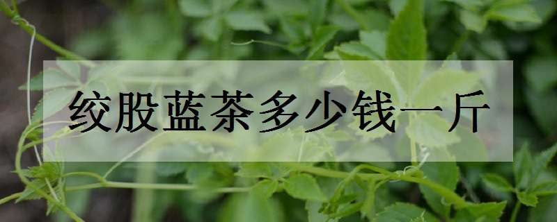 绞股蓝茶多少钱一斤