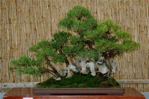 侧柏盆景冬季怎样养护（侧柏盆景冬季怎样养护好）