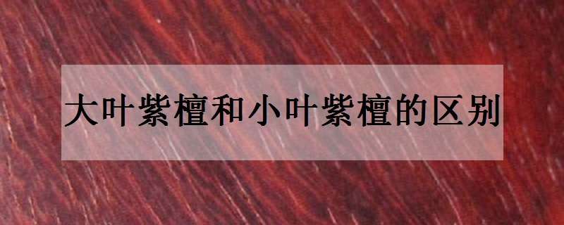 大叶紫檀和小叶紫檀的区别 大叶紫檀和小叶紫檀的区别图